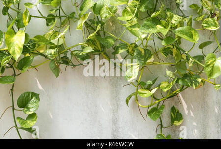 Grüne Reben mit Schatten um die Mauer Stockfoto