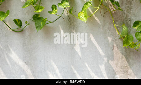 Grüne Reben mit Schatten um die Mauer Stockfoto