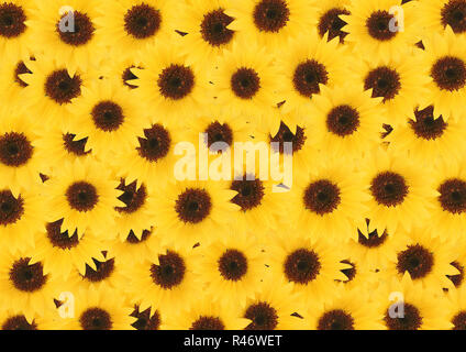 Gelbe Sonnenblumen Blüten strukturierten Hintergrund Stockfoto