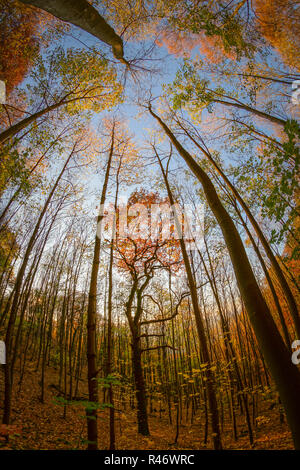 Wipfeln der Bäume im Herbst Wald. Auf einem fischaugenobjektiv fotografiert. Stockfoto