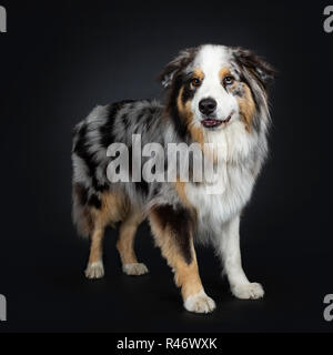 Hübscher Australian Shepherd Dog ständigen halbe Seite Wege geradeaus in Objektiv mit braun und blau gefleckte Augen. Mund geschlossen. Stockfoto