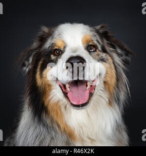 Kopf geschossen von stattlichen Australian Shepherd Dog Festlegung Vorderansicht geradeaus in Objektiv mit braun und blau gefleckte Augen. Den Mund offen zu zeigen Stockfoto