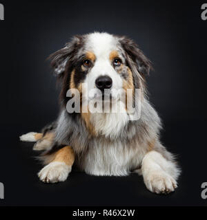 Hübscher Australian Shepherd Dog Festlegung Vorderansicht gerade an der Kamera mit braun und blau gefleckte Augen. Mund geschlossen. Auf schwarz backgr Isoliert Stockfoto