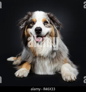 Hübscher Australian Shepherd Dog Festlegung Vorderansicht geradeaus in Objektiv mit braun und blau gefleckte Augen. Mund mit Zunge. Isolieren Stockfoto