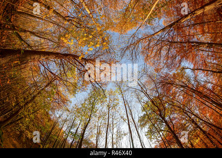 Herbst Wald. Bäume Muster. Sie suchen den blauen Himmel. Stockfoto