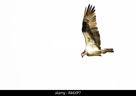 Einsame Osprey Jagd auf dem Flügel auf weißem Hintergrund Stockfoto