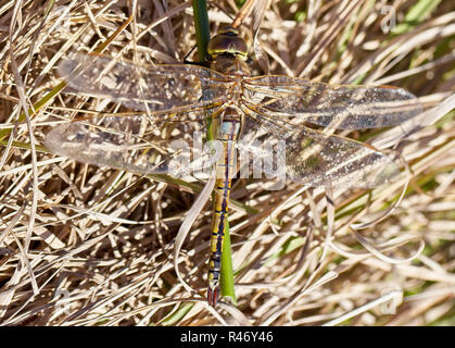 Vagrant Emperor Dragonfly (ephippiger) Anax, Croft Pascoe Pool, Cornwall, England, Großbritannien. Stockfoto