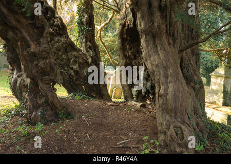 Alte Eibe auf dem Friedhof in der Ortschaft obere Farringdon in Hampshire, Großbritannien. Völlig hohl aber lebendig, vermutlich über 2000 Jahre alt Stockfoto