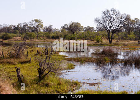 Landschaft in der okawangosümpfe Stockfoto