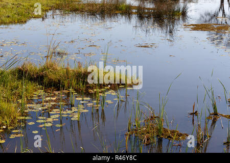 Landschaft in der okawangosümpfe Stockfoto