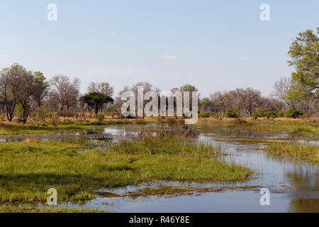 Landschaft in der okawangosümpfe Stockfoto