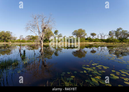 Landschaft in der okawangosümpfe Stockfoto