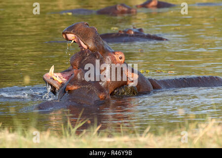 Zwei kämpfende junge männliche hippopotamus Nilpferd Stockfoto