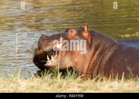 Zwei kämpfende junge männliche hippopotamus Nilpferd Stockfoto