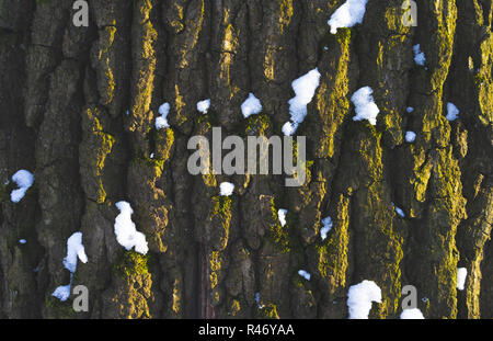 Textur der alten Eiche Rinde mit Schnee bedeckt. Stockfoto