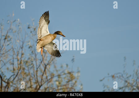 Weibliche Stockente fliegen tief über die Bäume Stockfoto