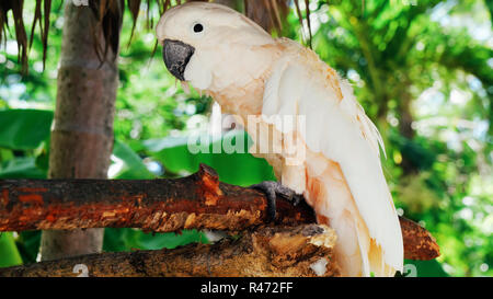 Weiße Papagei, kakadu Vogel // Schöne weisse Papagei ara 2018 Stockfoto