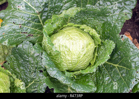 Organische frische Kraut Pflanze auf dem Feld vor der Ernte Stockfoto