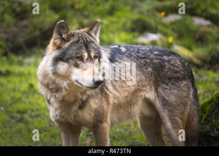 Porträt eines grauen oder Europäischen und Eurasischen Wolf, Canis lupus lupus, Frankreich. Stockfoto