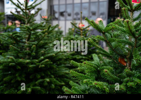 Weihnachtsbäume in Töpfen zum Verkauf Stockfoto