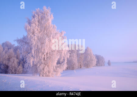 Froozen Birke und Wald im Winter beleuchtet von der aufgehenden Sonne. Sibirische Winterlandschaft, Altai, Russland Stockfoto