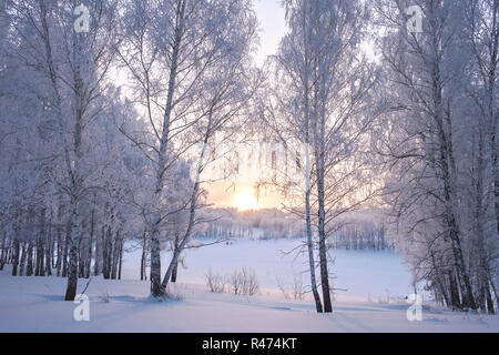 Birke Wald bedeckt mit weißem Schnee gegen Sonnenuntergang im Winter. Sibirische Winterlandschaft, Altai, Russland Stockfoto