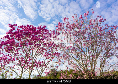 Schöne Ansicht von unten Rosa "Ipe" Baum an einem sonnigen Tag mit blauen Himmel im Hintergrund. Stockfoto