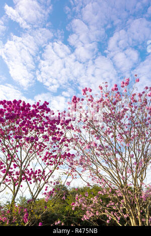 Schöne Ansicht von unten Rosa "Ipe" Baum an einem sonnigen Tag mit blauen Himmel im Hintergrund. Stockfoto