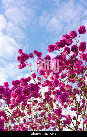 Schöne Ansicht von unten Rosa "Ipe" Baum an einem sonnigen Tag mit blauen Himmel im Hintergrund. Stockfoto