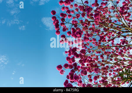 Schöne Ansicht von unten Rosa "Ipe" Baum an einem sonnigen Tag mit blauen Himmel im Hintergrund. Stockfoto