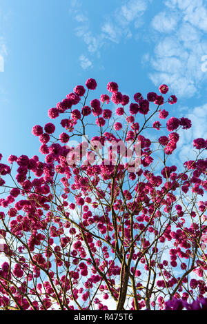 Schöne Ansicht von unten Rosa "Ipe" Baum an einem sonnigen Tag mit blauen Himmel im Hintergrund. Stockfoto