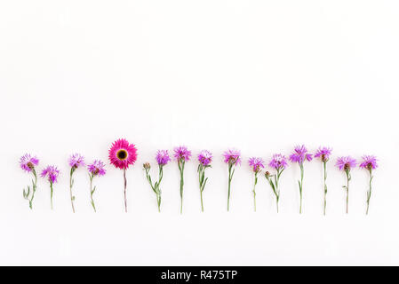 Rosa strohblumen in einer Reihe von wilden lila Kornblumen, auf weißem Hintergrund. Stockfoto