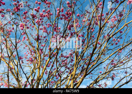 Schöne Ansicht von unten Rosa "Ipe" Baum an einem sonnigen Tag mit blauen Himmel im Hintergrund. Stockfoto