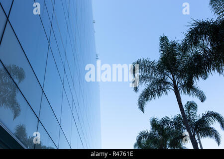 Low Angle View der modernen Glasfassade mit Palmen und blauem Himmel im Hintergrund. Stockfoto