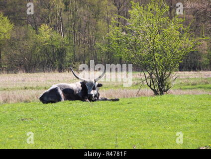 Männliche Longhorn ungarischen Grau Ox im grünen Feld Stockfoto