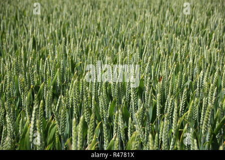 Perspektive der grüne Weizen Feld im Frühling Stockfoto