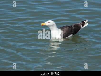 Schwimmende Möwe auf dem Wasser auf der Suche nach Links Stockfoto