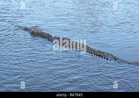 Salzwasser Krokodil, Australien Stockfoto