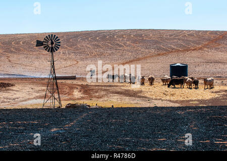 Die Rinderzucht im australischen Outback Stockfoto