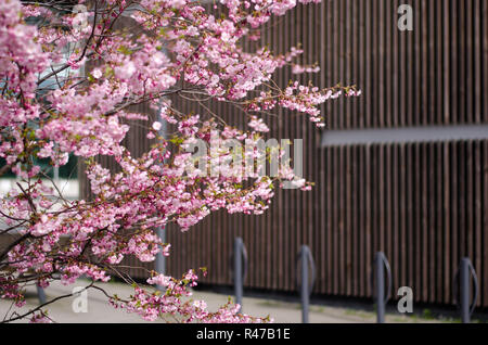 Japanische Kirschblüte Baum blüht Stockfoto