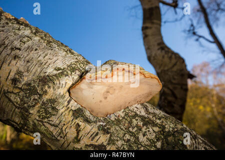 Nahaufnahme des Hufpilzes, der auf Silberbirke wächst, die in britischen Wäldern wächst und Fäulnis und Zerfall des Kernholzes des Baumes verursacht. Stockfoto