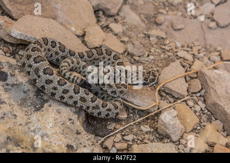 Midget verblasst Klapperschlange (Crotalus oreganus concolor) von Rio Blanco County, Colorado, USA. Stockfoto