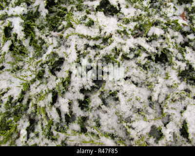Die Textur der viele Schnee bedeckt Niederlassungen der grünen Nadelwald Baum bei Tageslicht Stockfoto