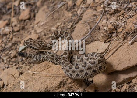 Midget verblasst Klapperschlange (Crotalus oreganus concolor) von Rio Blanco County, Colorado, USA. Stockfoto