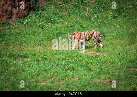 Amur Tiger an einem Sommertag in geass Stockfoto