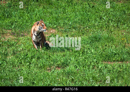 Amur Tiger an einem Sommertag in geass Stockfoto