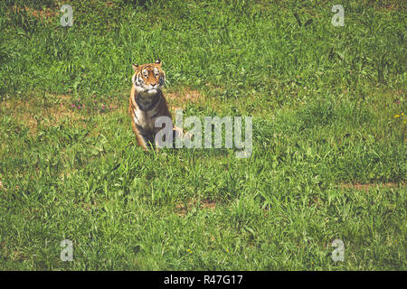 Amur Tiger an einem Sommertag in geass Stockfoto