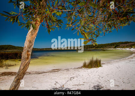 Tea Tree See Stockfoto