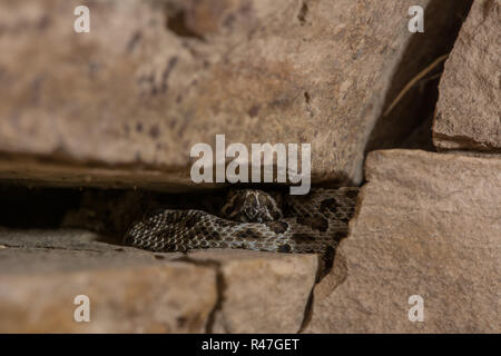 Midget verblasst Klapperschlange (Crotalus oreganus concolor) von Rio Blanco County, Colorado, USA. Stockfoto