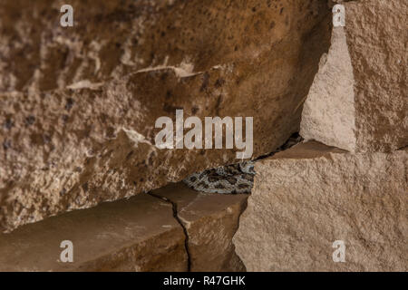 Midget verblasst Klapperschlange (Crotalus oreganus concolor) von Rio Blanco County, Colorado, USA. Stockfoto